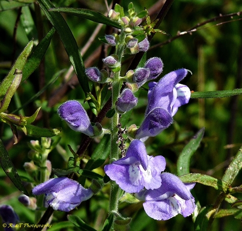 {Scutellaria integrifolia}